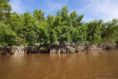 Tropikal bir nehrin kıyısında ayakta duran mangrov ağacı kökleri