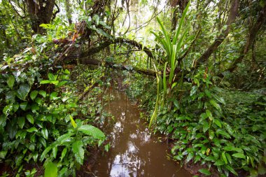 Brezilya 'nın Atlantik yağmur ormanı adı verilen aşılmaz bir bitki karışıklığı ile yoğun tropikal bulut ormanı