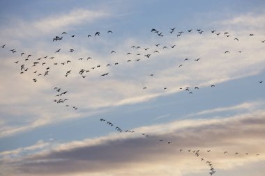 Gökyüzünde uçan kuş sürüsü