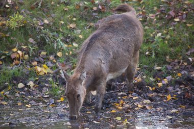 Vahşi bir geyiğin yakın çekimi.