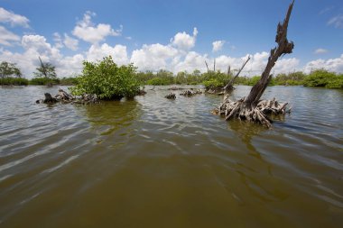 Alçakta uzanan orman, ölü ağaçlar ve kütüklerle sonuçlanır.