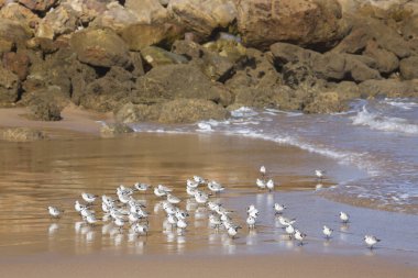 Portekiz sahilinde martılar