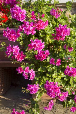 parlak güneş ışığında açan pembe çiçekler