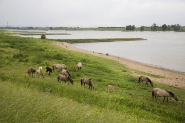 Hollanda kıyıları boyunca başıboş gezen vahşi Konik atları sürüsü.