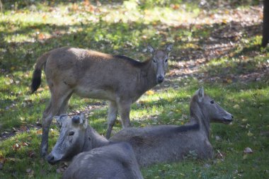 Ormanda genç siyah beyaz bir geyik