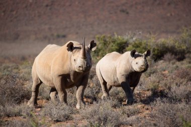 Kara gergedan, Diceros bicornis, Karoo çölü vadisinde alçak çalılıklarda yürüyor.