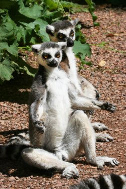 Halka kuyruklu lemur (Lemur catta)