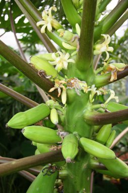 Yapraklı yeşil muz ağacı