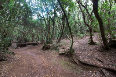 Ormanın güzel manzarası, doğa manzarası.