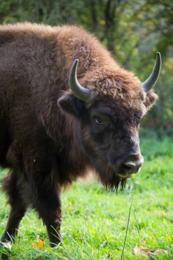 Bilge ya da Avrupalı bizon, bizon bonasus yeşil bir çayırda orman kenarında yürüyor.