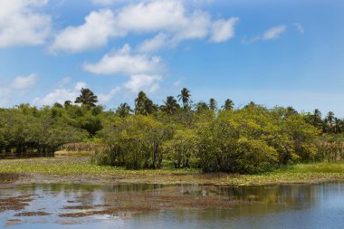 Parktaki nehrin güzel manzarası