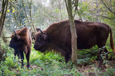 Ormanda kahverengi kuyruklu bir bizon.