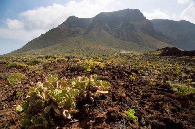 Kaktüslü volkan vadisi manzarası