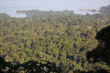 Güneşli bir günde nehir ve ormanın güzel hava manzarası 