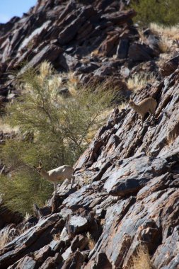 Klipspringer, Oreotragus oreotragus, Karoo dağlarının tepesinde yürüyor ve zıplıyor.