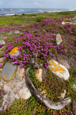 Kayalık kıyı şeridi ve okyanus manzarası 