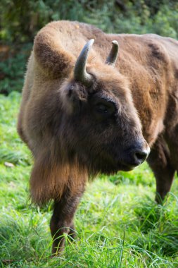 Bilge ya da Avrupalı bizon, bizon bonasus yeşil bir çayırda orman kenarında yürüyor.