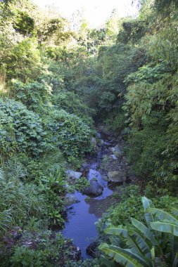 Ormandaki nehrin güzel manzarası