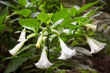 Bahçede çiçek açan güzel beyaz çiçekler