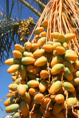 Güzel bir hurma ağacının yakın çekimi.