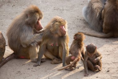 Hamadryas babun ailesi, papio hamedryas, birlikte oturup birbirlerini tımar ediyorlar.