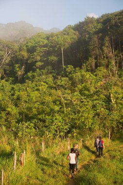 Bereketli orman sahnesinde yürüyüş yapan bir grup insan, seyahat sahnesi.