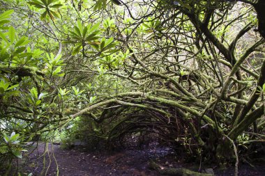 Ormanda yeşil yapraklar