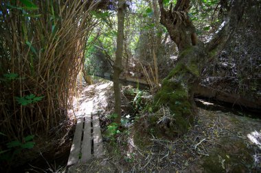 Ormanın yemyeşil bitkileri 