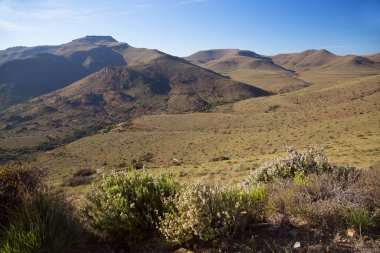 Afrika düzlükleri dağ çayırları