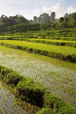 Çeltik tarlaları ya da pirinç bitkilerinin yetiştiği Sawa arazisi