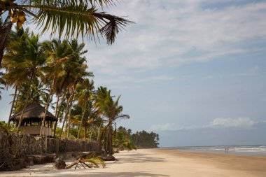 Palmiye ağaçları olan güzel tropikal plaj