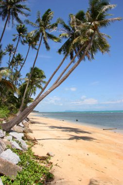 Tropikal plajın güzel manzarası