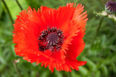 Güzel çiçeğin yakın çekim görüntüsü