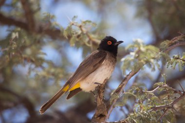 Ağacın dalında bir kuş 