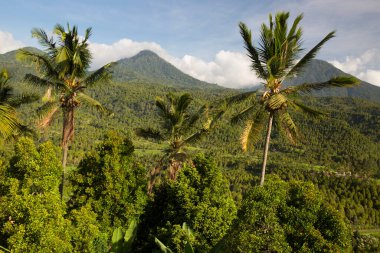 Yoğun yeşil yağmur ormanı manzarası ve arka planda kalderanın tepesi bir volkan.