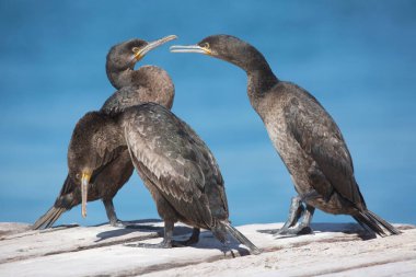 Pelerin karabataklar çatıda, arka planda mavi su var.