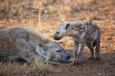 Vahşi hayatta vahşi bir sırtlan