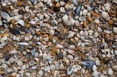 Kumsalda deniz kabukları