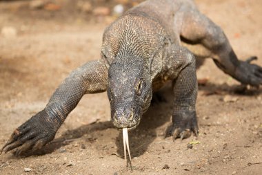Komodo ejderhasının doğal ortamdaki yakın çekimi.