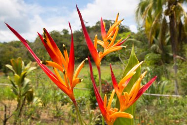 Güzel çiçekler, botanik çekimler