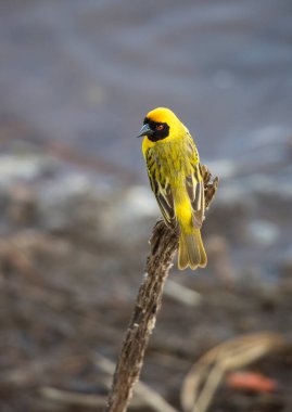 Güzel sarı bülbül manzarası