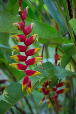 Kızıl Palulu, Heliconia bihai, çiçekler ve yapraklarla nemli ve ilkel yağmur ormanları manzarası