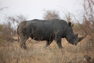Beyaz ya da kare dudaklı gergedan, Ceratotherium simum, ovada yürüyor.