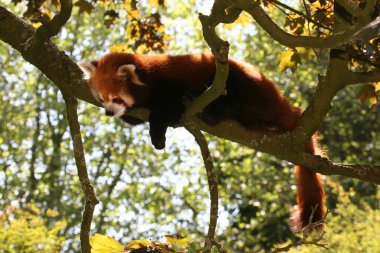 Küçük kırmızı panda ağaçta dinleniyor 