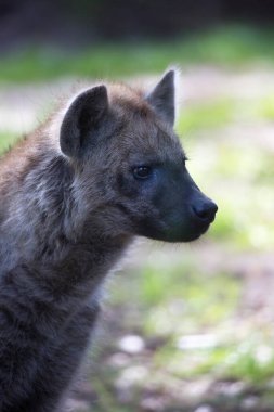 Gülüyor ya da benekli sırtlan, Crocuta crocuta