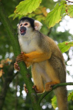 maymun ağaçta oturuyor.