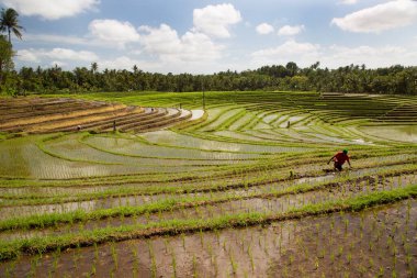 Terasta çalışan insanlar pirinç tarlaları, sawa 