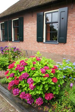 Bahçedeki güzel çiçekler