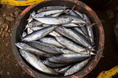 Kovalar dolusu taze balık satılığa çıktı ve açık havada ana caddenin yakınında sergilendi.