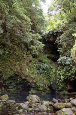 Tropikal ormandaki küçük göl manzarası